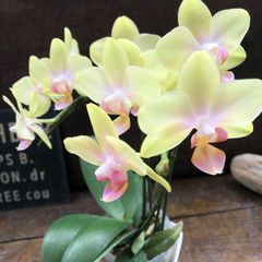 ポットごと♡オリーブ エルグレコ♡シンボルツリーに♡大サイズ