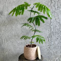 希少♡斑入り♡ネムの木♡観葉植物♡インテリア♡ - メルカリ
