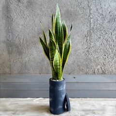 サンスベリア　ハイブリット　ホーリー　子株群生　アルティジャーノ陶器鉢　植え込み サンスベリア ハイブリット ホーリー 子株群生 陶器鉢 植え込み発送