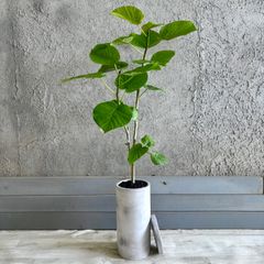 フィカス ウンベラータ 特別仕立て 陶器鉢 5号 calm cafe フィカス ウンベラータ 特別仕立て 陶器鉢 5号 calm cafe - メルカリ
