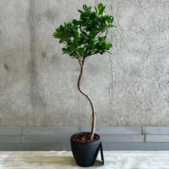 最高級樹形】 特大 パンダガジュマル 結実 螺旋樹形 10号 陶器鉢