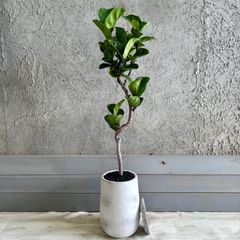 大型 幹極太 フィカス ソフィア スタンド仕立て 陶器鉢 植え込み発送