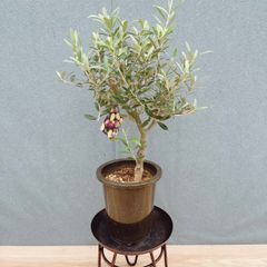 現品］【希少】R2 モンステラ ボルシギアナ オーレア 5号 斑入り 観葉