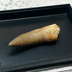 美品 ギガノトサウルス 歯 化石 レプリカ 175.27mm ggr1 - メルカリ
