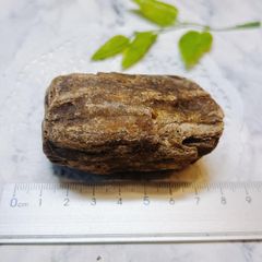 化石標本 植物 古生代 石炭紀 シダ種子類 - メルカリ