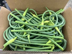 おすすめ！本日で最後！ニンニクの芽 約1.6kg1777円　花蕾ありのサムネイル