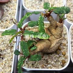 ユーフォルビア オベサ 2頭 ダブルヘッド 2022年実生 - メルカリ