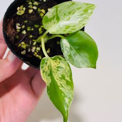 モンステラ デリシオーサ Monstera deliciosa 'Gold Monster' 新種