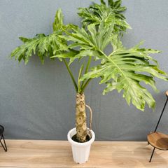 在庫］【希少】フィカス アフリカンプリンス 8号 観葉植物 室内 大型