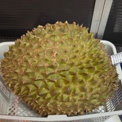 石垣島産パラミツ（波羅蜜）10キロ - メルカリ