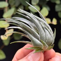 Tillandsia 'Lavender Frost' - メルカリ