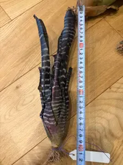 B品エクメア　Aechmea chantinii 'Black Select' タンクブロメリアのサムネイル