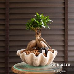パンダガジュマル 接ぎ木 6号 陶器鉢 ピック付 観葉植物 ガジュマルの