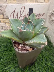 多肉植物🌵柊月🌵アガベ🌵抜き苗のサムネイル