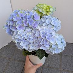 売り尽くし 新品種 紫陽花 アジサイ 那由多 なゆた 4号 ブルー 現物 14