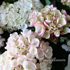 黒葉♡紫陽花♡ブラックダイヤモンド♡ミッドナイトパール♡のサムネイル