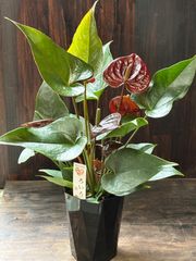 古都の葉さん多肉 ミモザブーケ 現品 - メルカリ