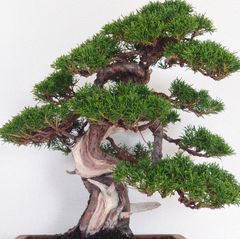 【大型　那須五葉松盆栽】　　　　⭕三大産地貴重品⭕真柏… 大型 那須五葉松盆栽】 ⭕三大産地貴重品⭕真柏… - メルカリ