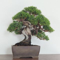 【大型　一位盆栽】真柏　　　　　⭕ド迫力❗希少価値品‼️ 大型 一位盆栽】真柏 ⭕ド迫力❗希少価値品‼️ - メルカリ