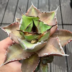 アガベ　チタノタ　黒豹のサムネイル