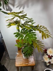 サマーチョコレート　ねむの木　ネムノキ　激レア　希少種　５０cm 観葉植物庭植物 サマーチョコレート ねむの木 ネムノキ 激レア 希少種 50cm 観葉植物