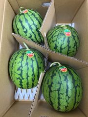 新潟県南魚沼市八色産小玉すいか八色っ娘 4玉入り大サイズ1箱 - メルカリ