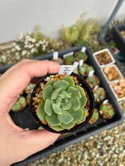 多肉植物 リリーパッド アエオニウム属 抜き苗② - メルカリ