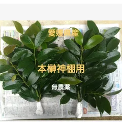 【愛媛県産】無農薬　神棚用本榊２束　榊　サカキのサムネイル