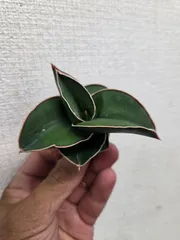 산세베리아 ★ 사무라이 워프