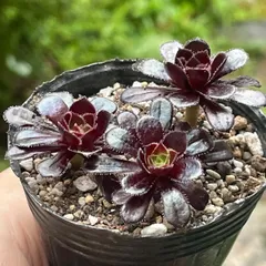 多肉植物♡黒法師❤︎抜き苗(根付き)のサムネイル