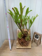 ⬛️速達⬛️ Darlingtonia ダーリングトニア 食虫植物 - メルカリ