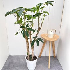 ☆最終お値下げ☆シェフレラ 曲がり 根上がり お洒落 おすすめ 高さ