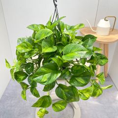 オリーブ ミッション 2【現品】観葉植物 創樹 SOUJU 6号 - メルカリ