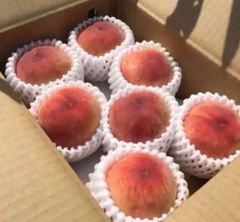 山梨の木のてっぺんから収穫した プレミアムピーチを4キロ箱に8〜9個