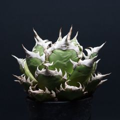アガベ 魔丸 ママル 発根済 鉢ごと発送 ！ チタノタ - メルカリ