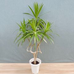 在庫］【希少】フィカス アフリカンプリンス 8号 観葉植物 室内 大型