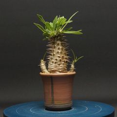 美株】パキポディウムグラキリス 国内実生 短枝 塊根植物 多肉 - メルカリ