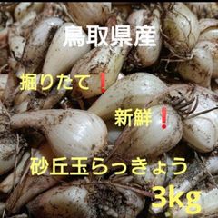 初物 鳥取県産 砂丘らっきょう 1kg 農薬不使用 - メルカリ