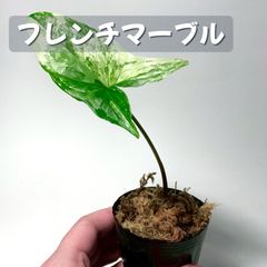 シンゴニュームフレンチマーブル抜き苗 - メルカリ