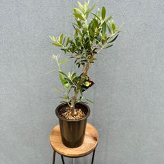 在庫］【希少】フィカス アフリカンプリンス 8号 観葉植物 室内 大型