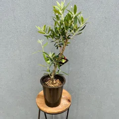 ［現品］※売約済※  メルカリ便　16番　創樹　オリーブ　ネバディロブランコ　4号　観葉植物　屋外　ベランダ  オリーブの木　おしゃれのサムネイル