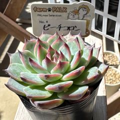 札付き ファームパルクさん苗 ひめつぼみ ポットごと - メルカリ