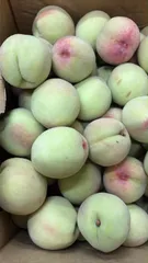 【山梨県産 白鳳桃　硬い桃 訳あり品】1kgのサムネイル