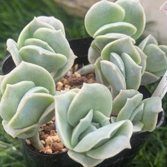 ✾①ラブリーローズ錦 白斑 抜き苗 多肉植物 エケベリア - メルカリ