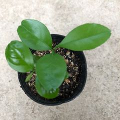 アボカド苗と発根済種 セット - メルカリ