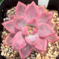韓国苗 多肉植物 ピーチ姫錦 抜き苗 - メルカリ