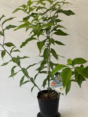 インドセンダン ニーム 4号鉢 - メルカリ