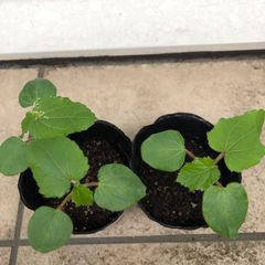 アボカド苗と発根済種 セット - メルカリ