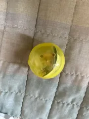 チェンソーマン デンジ ガチャ