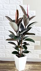 現品】エバーフレッシュ 2重螺旋曲がり樹形 7号鉢 観葉植物 - メルカリ